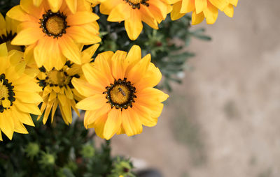 Close-up of honey bee on yellow flowering