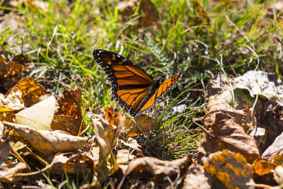 Close-up of butterfly on plant