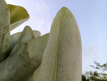 leaf