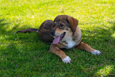 Dog resting on field