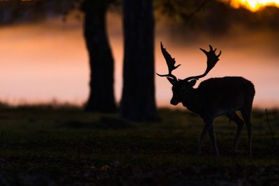 Silhouette deer walking on field during sunset