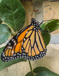 Close-up of butterfly on leaf