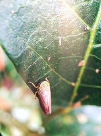 Close-up of insect on leaf