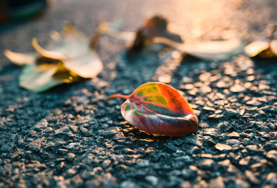 Close-up of orange fruit on ground