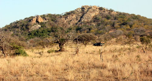 View of an animal on landscape