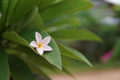 Close-up of white flowering plant