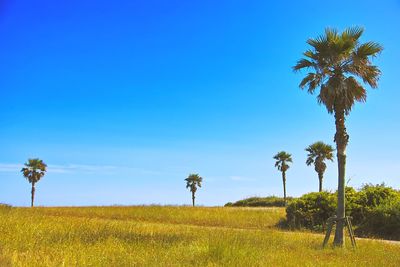 Palm trees on field against blue sky