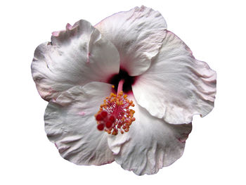 Close-up of flower over white background