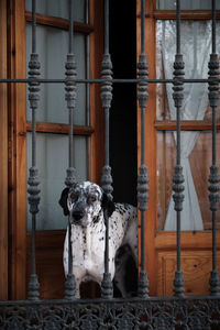 Portrait of dog b y railing against door of house