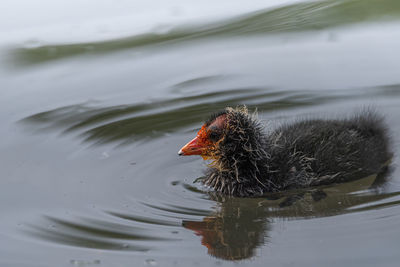 High angle view of a bird drinking water