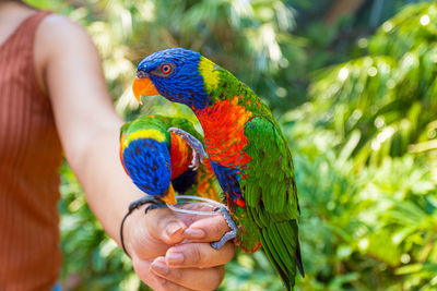 Cropped image of hand holding colorful bird