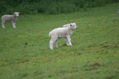 White dog standing on grass