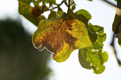 Close-up of plant