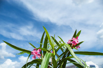 Close-up of pink flowering plant