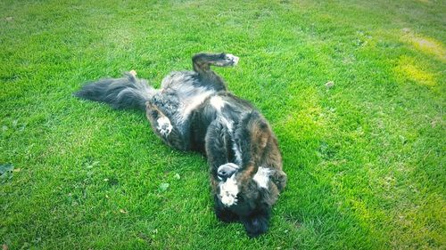 High angle view of dog on field