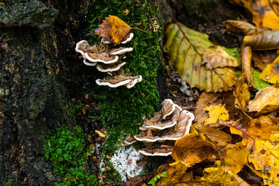 Mushrooms growing on tree trunk