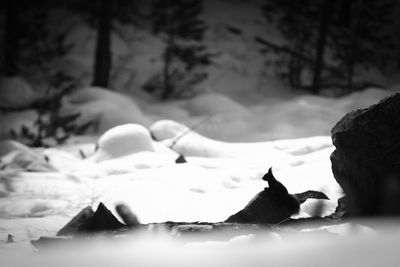 Close-up of crab on snow