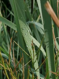 Close-up of wet plant during rainy season