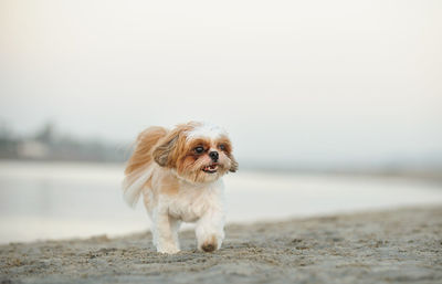 Dog walking at beach against clear sky