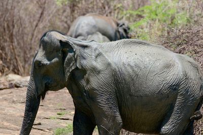 Close-up of elephant