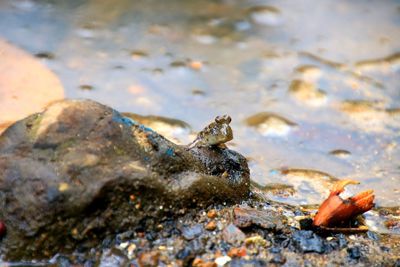 Close-up of turtle in water