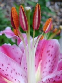 Close-up of pink flower blooming outdoors