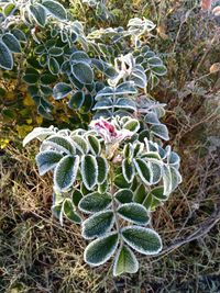 High angle view of succulent plant on field