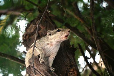 Low angle view of squirrel on tree