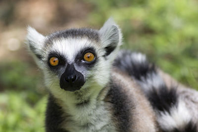 Portrait of ring-tailed lemur