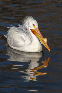 Close-up of duck swimming in lake