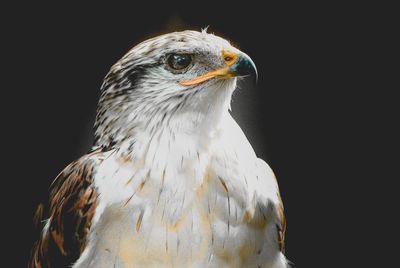 Close-up of eagle against black background