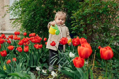 Spring gardening. cute toddler little girl in raincoat watering red tulips flowers in the spring