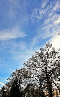 Low angle view of silhouette tree against sky