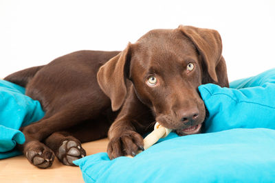 Close-up of puppy on bed