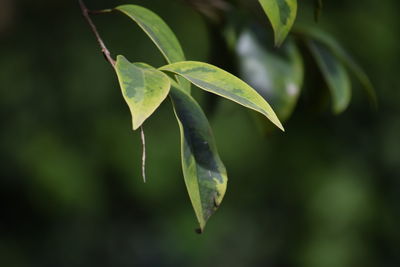 Close-up of green leaves