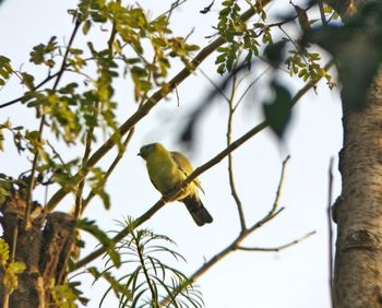 Low angle view of bird perching on tree