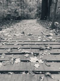 Surface level of dry leaves on footpath