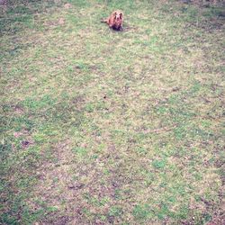 Dog relaxing on grassy field