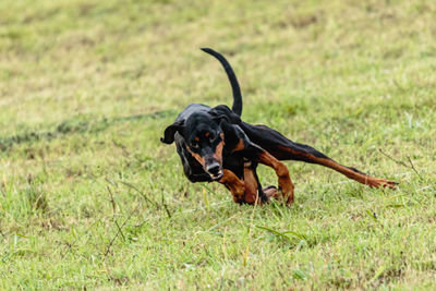 Dobermann dog running and chasing coursing lure on green field