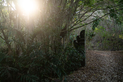 View of bamboo trees in forest