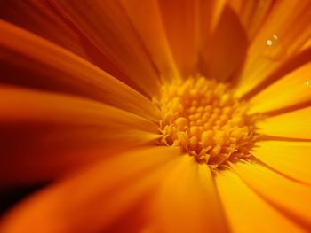 Extreme close-up of orange flower pollen