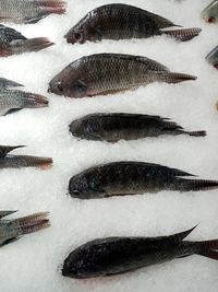 High angle view of fish for sale