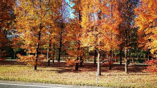 Trees in park