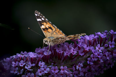 Close-up of butterfly pollinating on purple flower