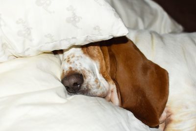Dog relaxing on bed at home