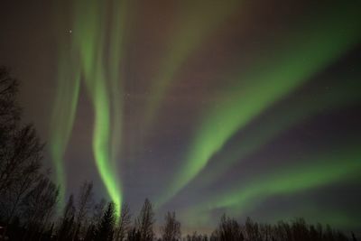 Low angle view of trees against sky at night