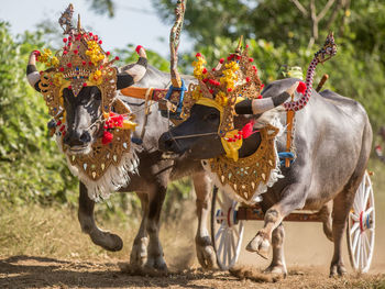 Two buffaloes at indonesian traditional race