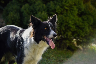 Close-up of a dog looking away