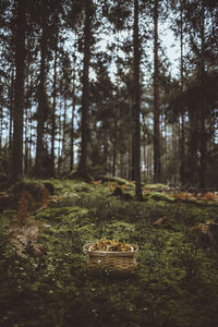 Trees in forest