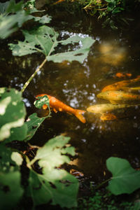 Fish swimming in lake